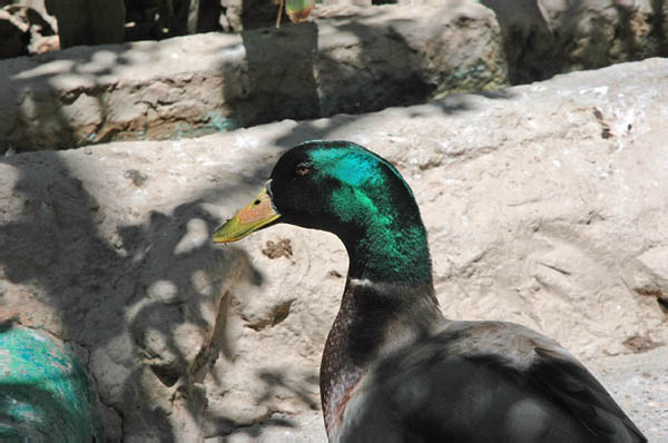 DSC_0012_edited-1